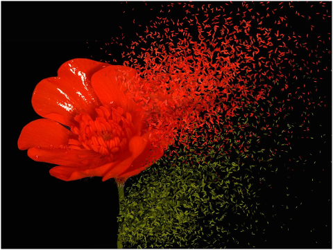 flower-dispersion-effect-sparse-6262155