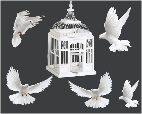 cage-pigeons-white-grey-freedom-4693993