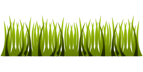 herbs-green-turf-border-grass-4755376