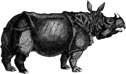 rhino-rhinoceros-line-art-animal-4804086