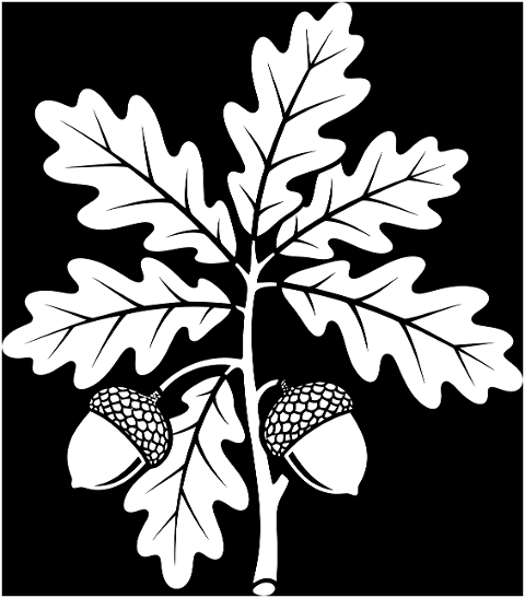 oak-leaf-acorn-outline-tree-autumn-9935007
