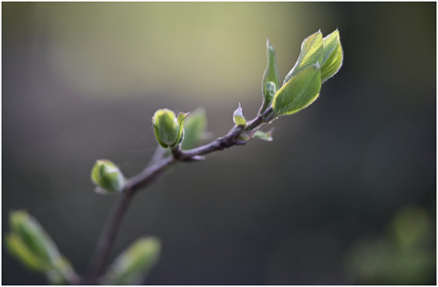 branch-tree-bud-leaves-4976892