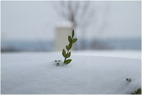snow-leaf-winter-frost-seasons-5050617