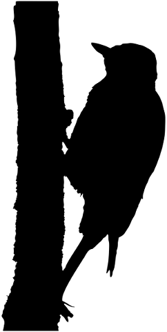 woodpecker-bird-silhouette-tree-5156375