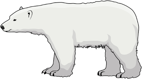 animal-polar-bear-arctic-mammal-6628303
