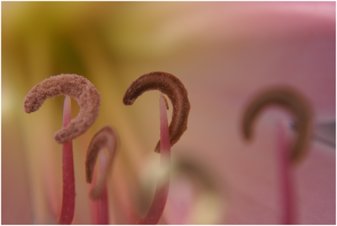 flower-close-up-spring-nature-5093934