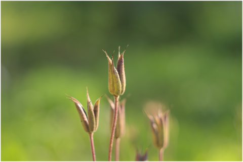 plant-flower-nature-flora-dry-4511330