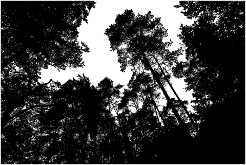 forest-trees-silhouette-branches-5142633