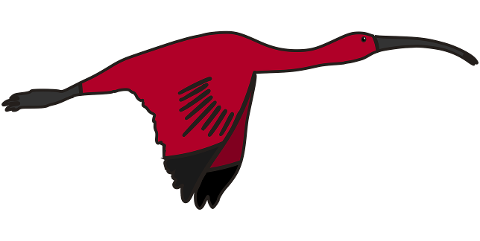 bird-scarlet-ibis-animal-wildlife-9851607