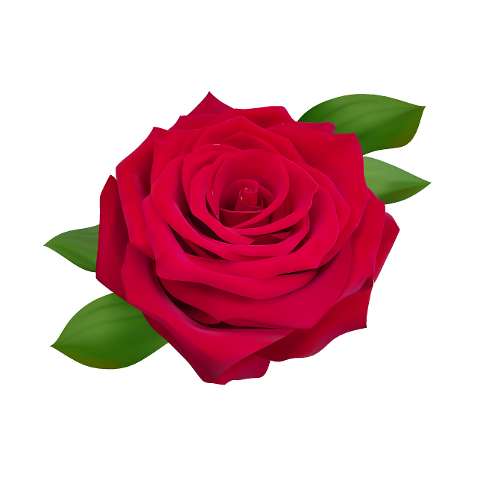 rose-red-rose-red-flower-cartoon-7789965