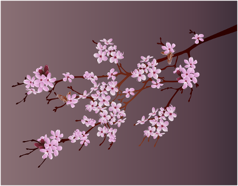 flowers-cherry-blossom-sakura-7075450
