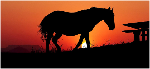 sunset-animal-horse-nature-sky-4726448
