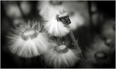 dandelion-seeds-black-and-white-4554306