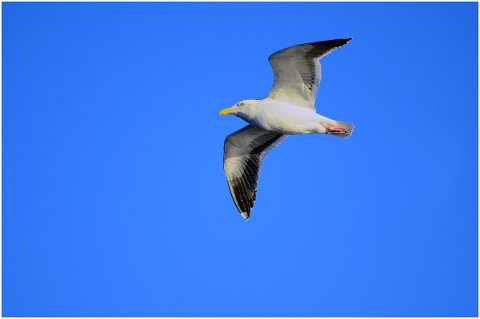 seagull-bird-flying-flight-wings-5642412