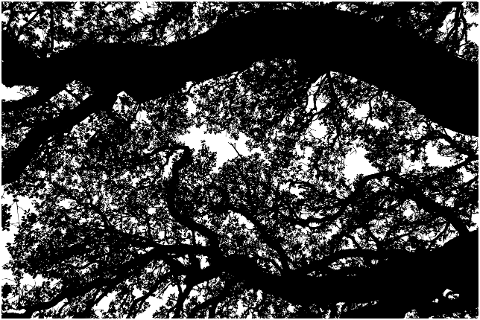 forest-trees-silhouette-canopy-sky-6884221