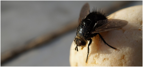 macro-nature-insect-fly-wings-5152078