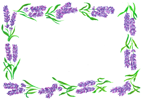 lavender-lavender-border-border-7678664