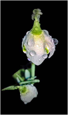 snowdrop-flowers-spring-4832469