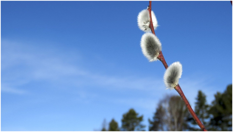 verba-branch-spring-sky-willow-4997812