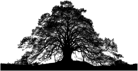 forest-trees-silhouette-tree-4051714
