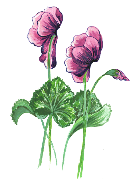 botany-bloom-cyclamen-watercolor-6910792