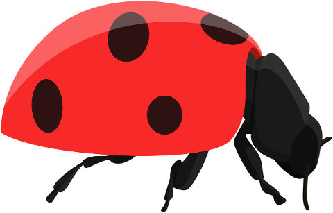 ladybug-bug-beetle-insect-animal-8204923