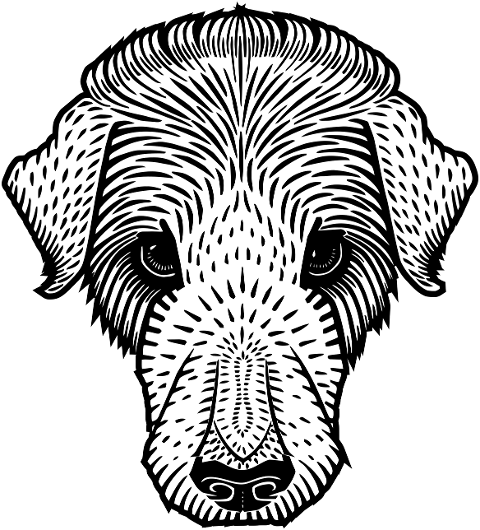dog-canine-animal-julie-de-graag-7485647