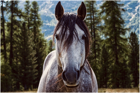 horse-stallion-equine-equestrian-5836459