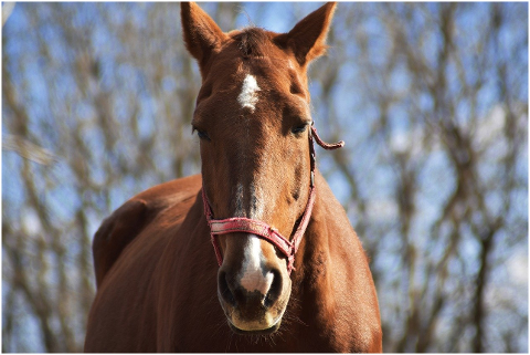 horse-animal-bridle-head-face-6054744