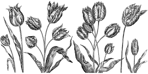 flowers-flora-ornamental-drawing-7166350