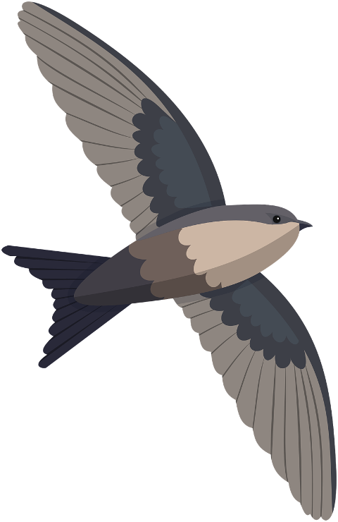 swift-bird-nature-animal-wild-7871134