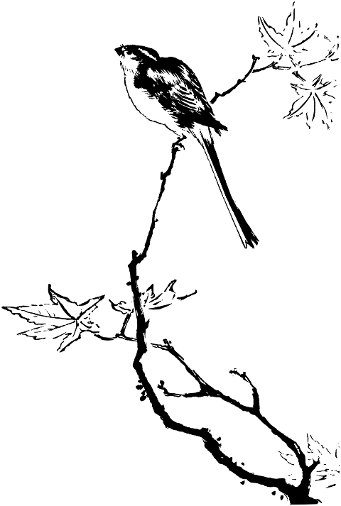 bird-animal-ornithology-line-art-7148278