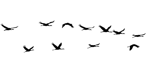 birds-flock-cranes-silhouette-8000886