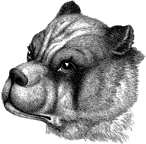 bulldog-dog-animal-line-art-canine-7242727