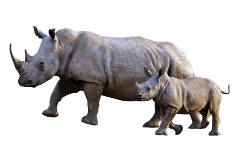 rhinoceros-animals-wildlife-6047420