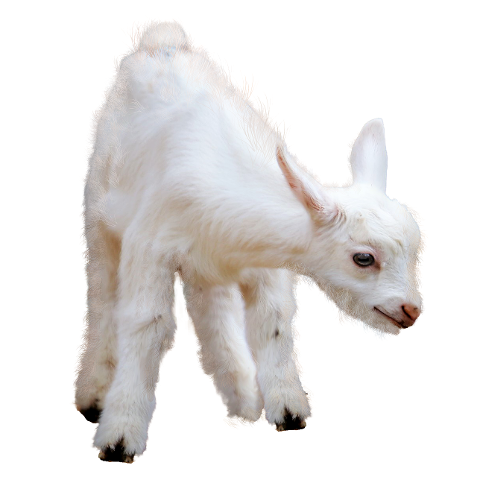 baby-lamb-baby-goat-sheep-cut-out-5990971