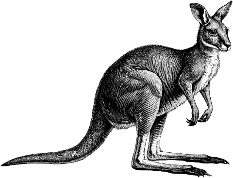 kangaroo-marsupial-animal-australia-9771394