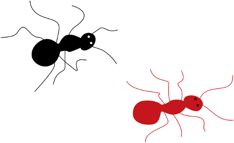 ant-insect-animal-7400323
