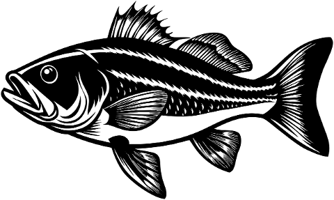 bass-fish-animal-aquatic-marine-8853360
