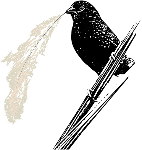 bird-lineart-feather-animal-nature-7228133