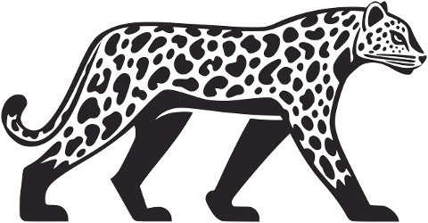 leopard-snow-leopard-big-cat-9635494