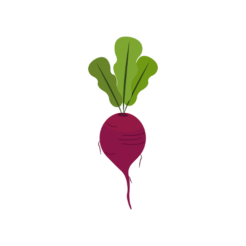 vegetable-beetroot-healthy-organic-6600286