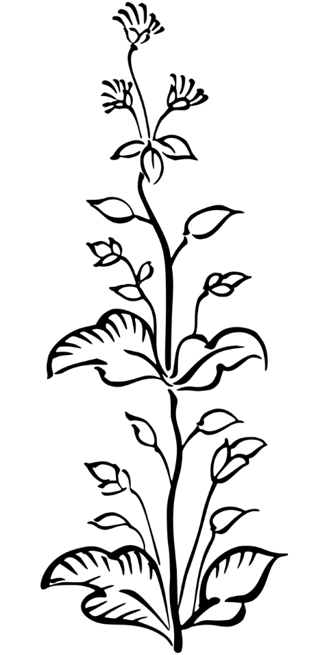 flower-plant-line-art-decorative-7485606