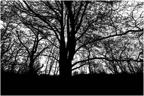 forest-trees-silhouette-canopy-sky-7099791