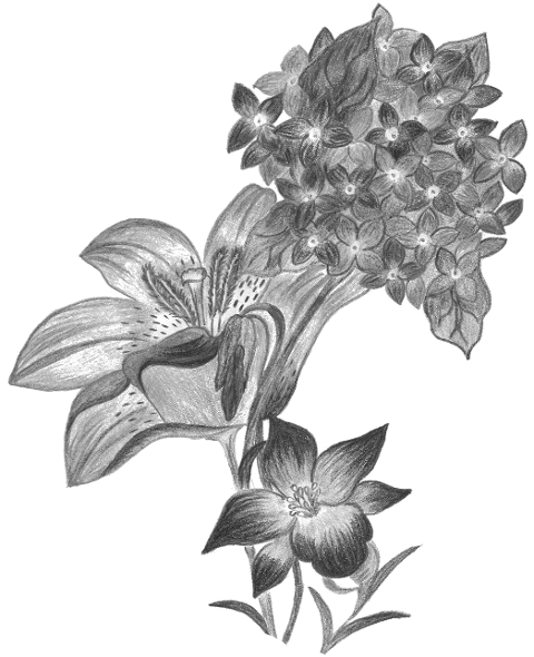 hydrangea-flowers-hand-drawn-8487521