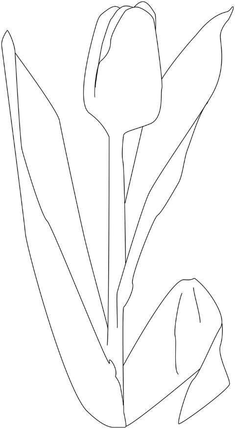 tulip-flower-plant-petals-bloom-7237640