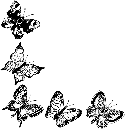 butterflies-frame-nature-insects-8488106