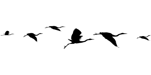 free-flying-birds-flock-sunset-7868515