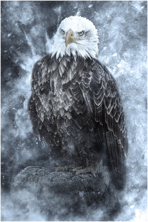 bald-eagle-eagle-snow-snowstorm-6239047