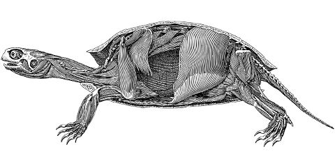 turtle-anatomy-line-art-biology-7272772